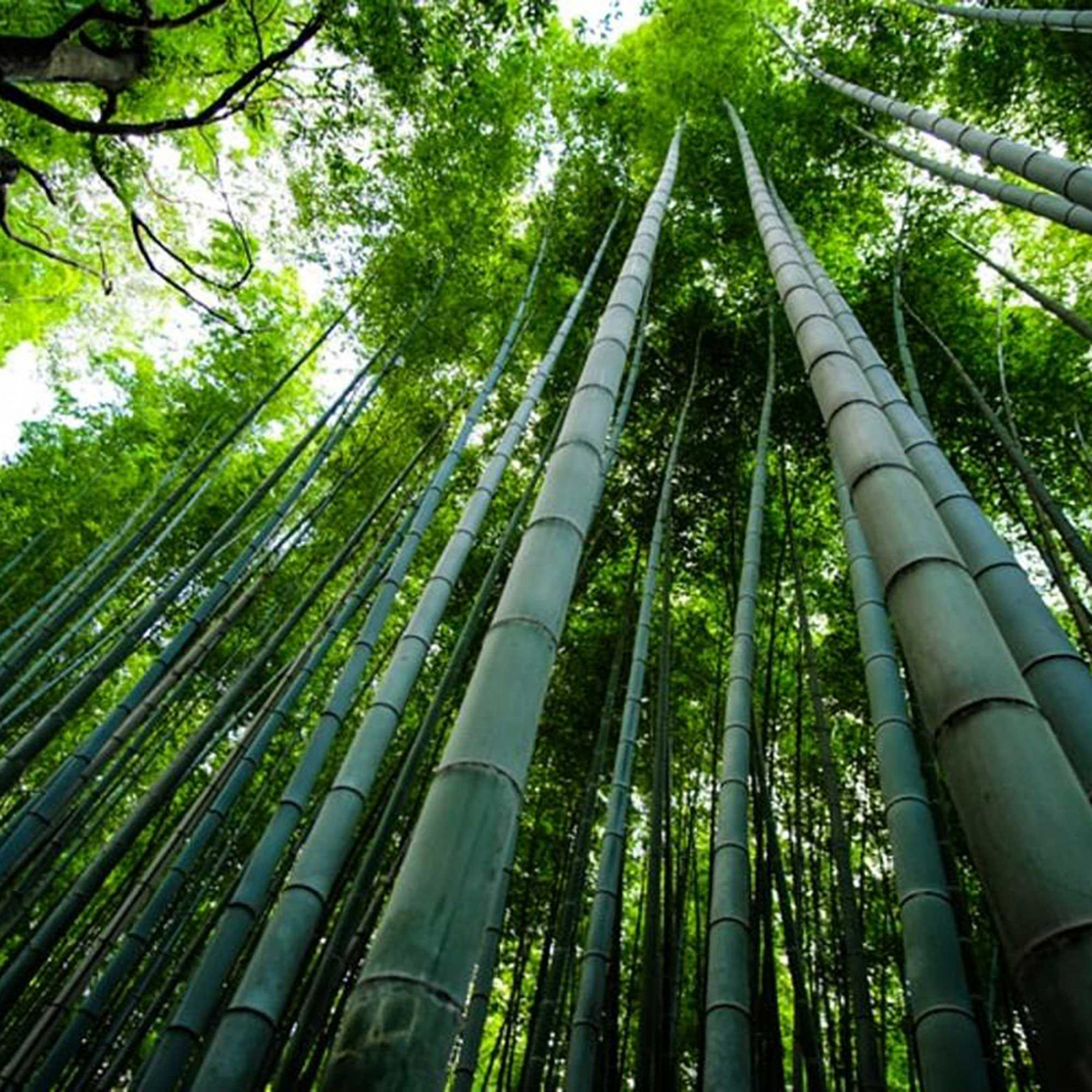 Bamboo fiber the manufacturing process and how to care for bamboo fabrics